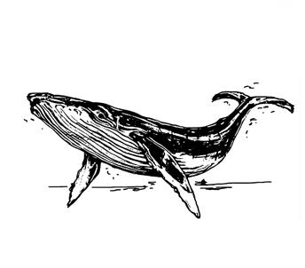 illustration baleine bretagne pour sac de plage